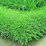 Ten Korean Boxwood Shrubs - 10 Live Evergreen Plants Shipped 1 Foot Tall by DAS Farms