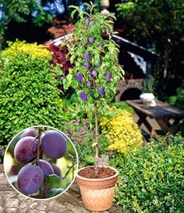 BALDUR Garten Säulen-Pflaumen 'Black Amber', 1 Pflanze