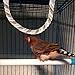 Milisten Bird Toy Pack Soft Bendable Bird Perch Climbing Rope Parrot Perch for Parakeets Cockatiels Lovebirds Cage Accessories