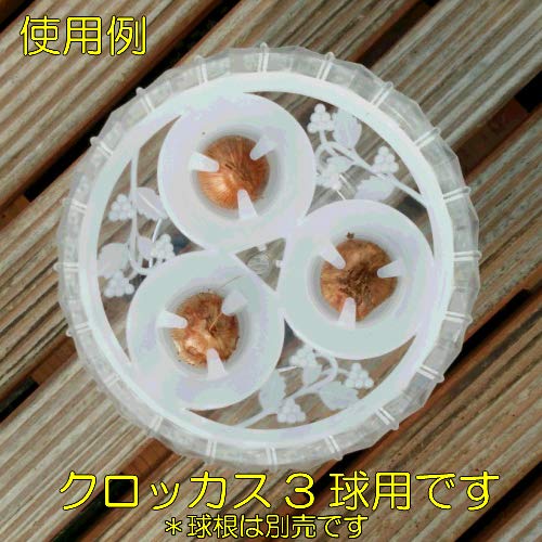 水耕栽培球根籠盛りセット 楽天市場】球根 水耕栽培セットの通販