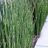 Oce180anYLVUK Semillas, 100 Piezas Bolsa Semillas De Cola De Caballo Ramosissimum Fresco Simple Fácil De Cultivar Plántulas De Cola De Caballo Ramosissimum Sin OMG Para Maceta Semillas