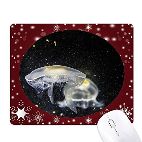 CmNQȊw͎R̎ʐ^ ItBXpS}EXpbh