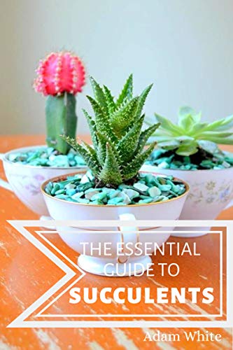 The Essential Guide To Succulents