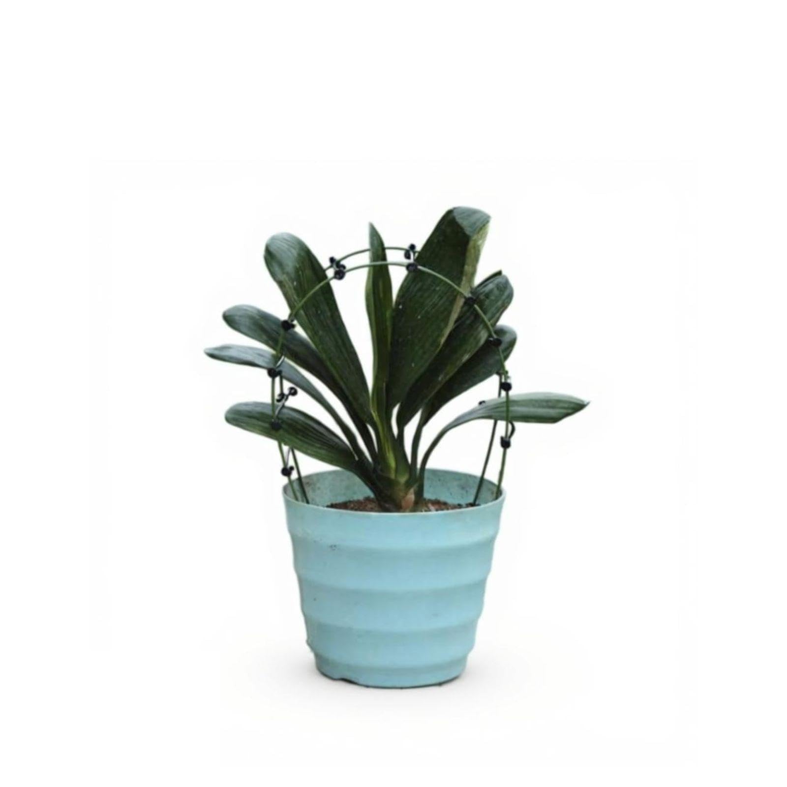 10-Piece Clivia foliage adjuster fasteners, Fabricfoliage Support Tool, Black|Home & Garden | Furniture | Sofas Loveseats & Chaises-image-11