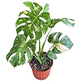 Tropical Plants of Florida Thai Constellation Monstera – Large 3 Gallon Live Plant, 24-28” Tall Including Pot, Rare Tropical Indoor Plant for Home Décor, Variegated Leaves, Shipped Fresh from Farm