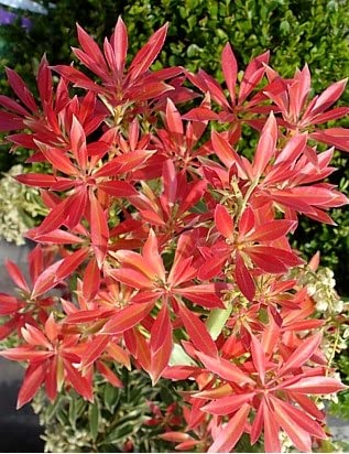 Pieris Flaming Silver Edged Small Garden Shrub 2ltr Pot (1 Pack)