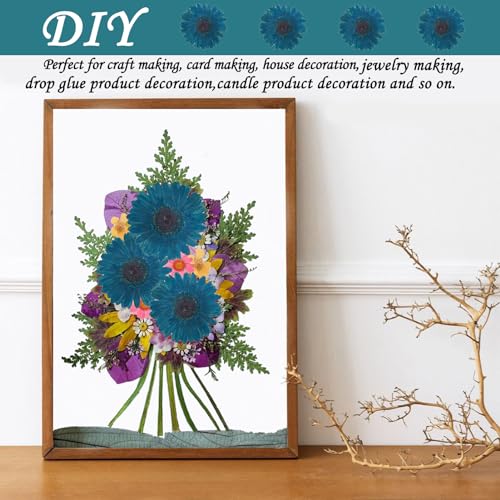 Flores secas prensadas girasoles azules grandes para manualidades miniatura 6