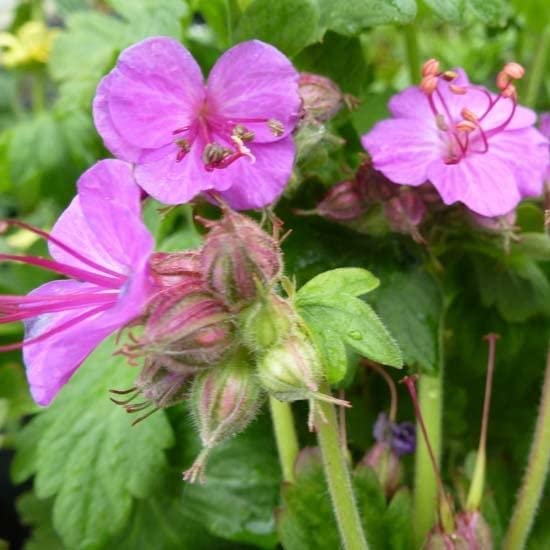 6x Géranium vivace rhizomateux - Géranium vivace rhizomateux - Godet 9x9cm