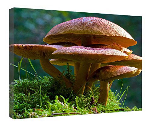 Toile champignons encadrée bois de haute qualité avec finitions d'art pour intérieur