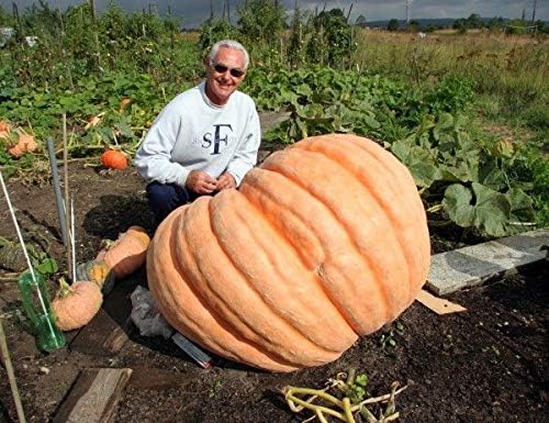 Seeds Pumpkin Giant Orange Decorative Ornamental Unique Giant Vegetable for Planting Garden Organic Ukraine
