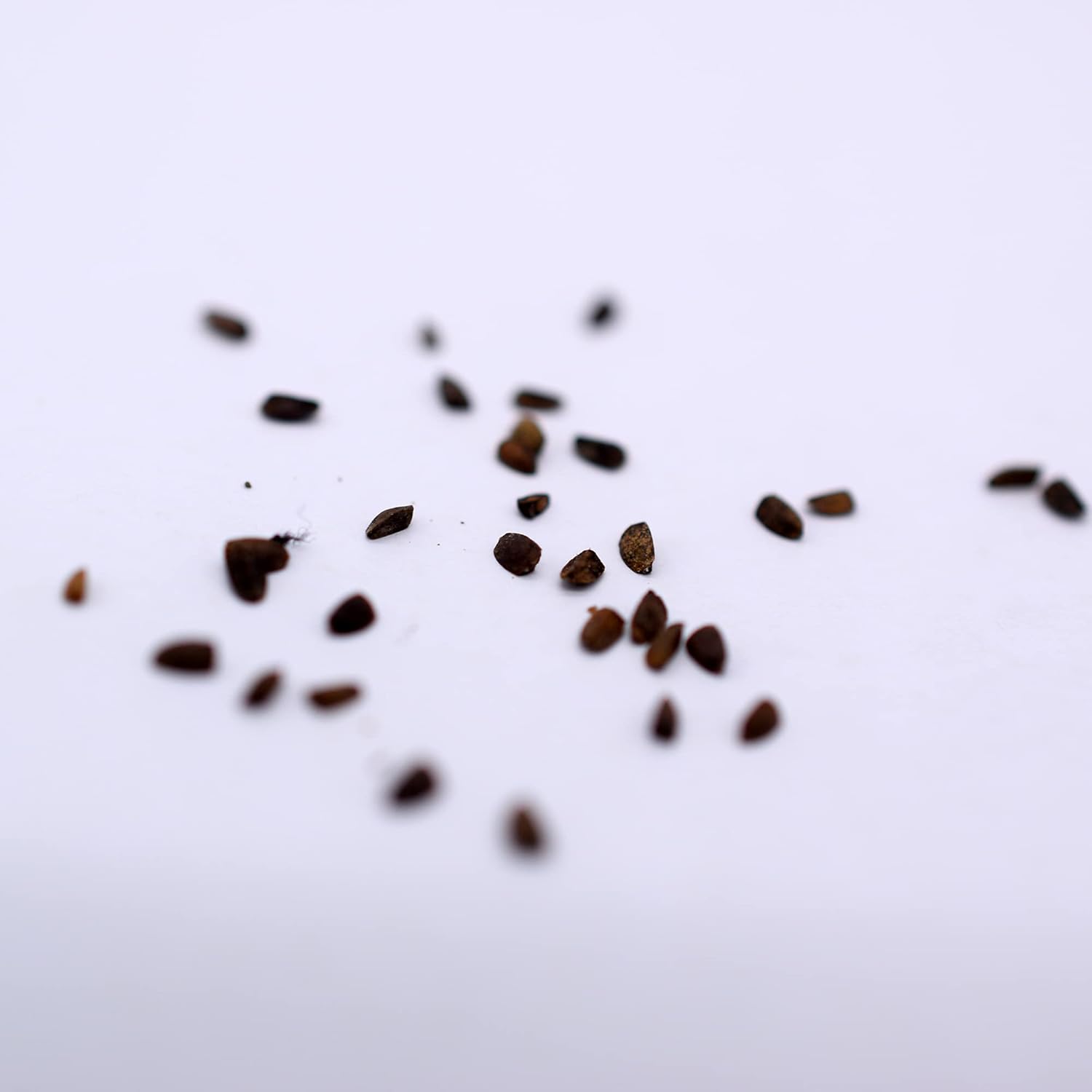 Amazon Co Jp メハジキの種 岐阜県産 国産 無農薬 有機種子 40粒 Diy 工具 ガーデン