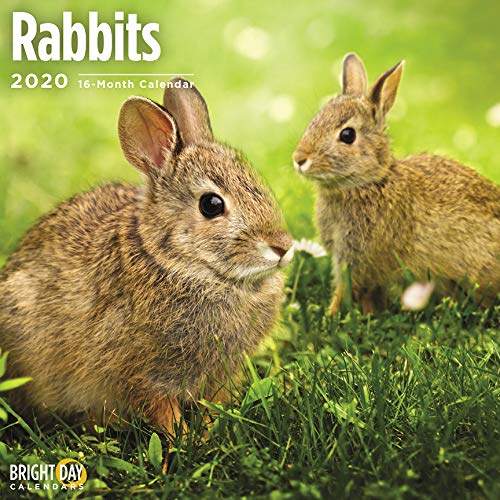 Rabbits Wall Calendar 2020