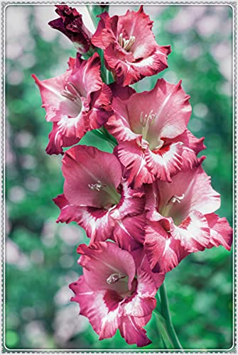 Bulbi di gladiolo,Colori Splendidi Per Un Valore Visivo,Splendida casa carina-1,7Bulbis