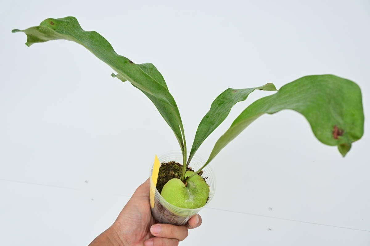 Amazon.co.jp: P.hillii 'Raijin'③ @bikamori.com ヒリーライジン