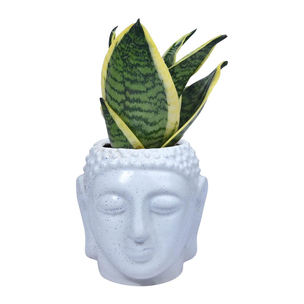 See full amazon price history chart for Guuchuu Snake Indoor Air Purifying Plant With Buddha Snake (Pot And Plant Included) Guuchuu Snake Indoor Air Purifying Plant With Buddha Snake (Pot And Plant Included) (B0BZTYS9HY) Amazon Price History, Amazon Price Tracker