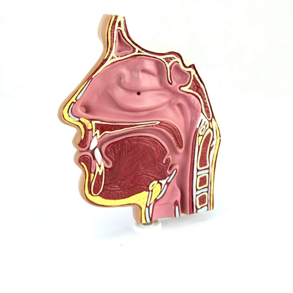 Model edukacyjny ludzki staw łokciowy, model naturalnej wielkości, staw łokciowy z więzadłami, do nauczania, medyczny, anatomiczny model szkieletu, materiał PCW, model stawów ludzkich, modele medyczne