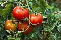 Algopix Similar Product 16 - Organic SunDried Tomatoes 2 Pounds 