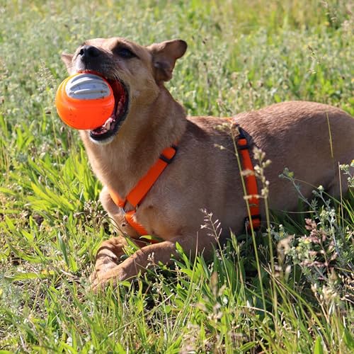 Dingo Hundespielzeug aus Hart Gummi TPR Bäll Dent ø 7,5 cm 17326