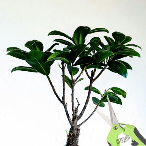 ZEONHAK 12 PCS 6.5 Inch Green Bud Trimming Scissors, Stainless Steel Bud Trim Scissors, Straight Tip Gardening Pruning Shears Pruners for Gardening 7 ZEONHAK 12 PCS 6.5 Inch Green Bud Trimming Scissors, Stainless Steel Bud Trim Scissors, Straight Tip Gardening Pruning Shears Pruners for Gardening - Image 7