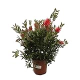 Flores Rojas. Callistemon Natural Planta Arbustiva Fácil de Mantener