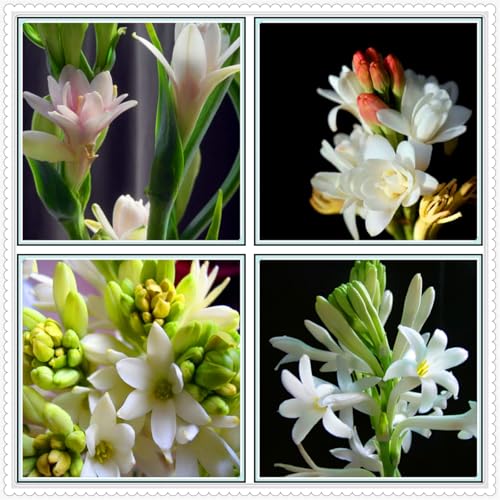 Bulbo di tuberosa a doppio petalo dal profumo intenso, da giardino, da balcone, da interno, resistente al freddo e al caldo-4bulbi-E