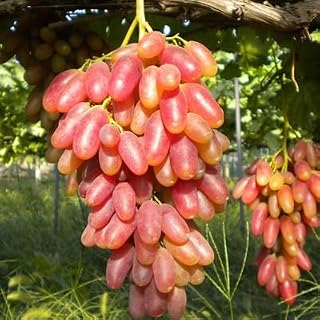 Kalash New 50pcs Miniature Grape Fruit Seeds for Gardening Light red