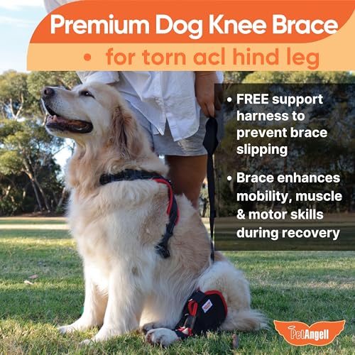 Image of Dog Knee Brace with Harness - Premium Support for Torn ACL, Hind Leg Injuries, Luxating Patella, Arthritis & Cruciate Ligament Care, Dog Leg Brace Back Leg - Right Med
