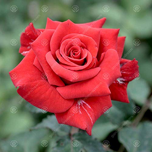 Ruby Wedding Rose - 40th Wedding Anniversary - Help Celebrate a Special Couple's Ruby Anniversary with a Unique Living Plant Gift - Image 2