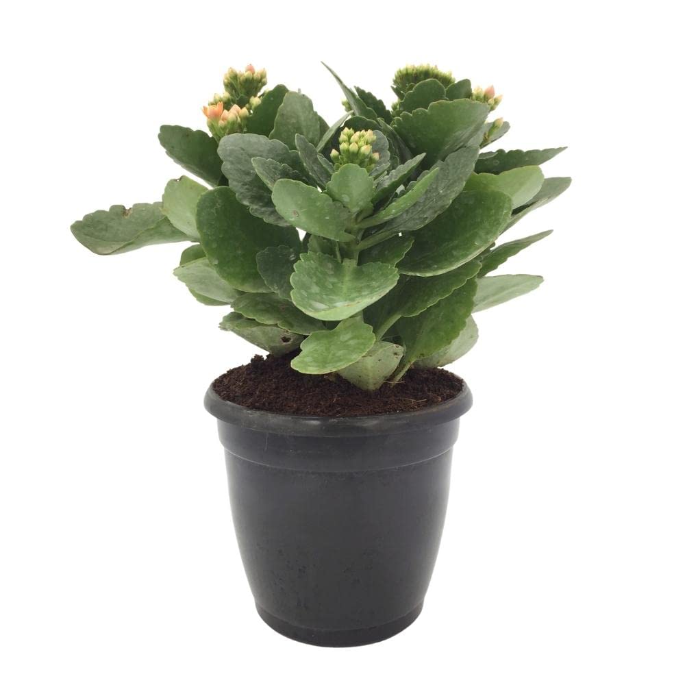 Plantsworld Kalanchoe Orange Live Plant (B074X1YQBR) Amazon Price History, Amazon Price Tracker