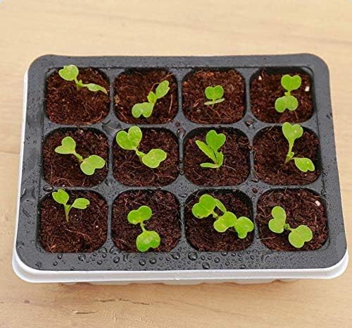 MOECSHSY 5 Pack Seed Trays with Lids 60 Cells Plant Germination Trays Sowing Seed Trays Greenhouse Staging Potting Tray Planting Seedling Trays Propagators for Plants Seedling Propagation Germination - Image 5