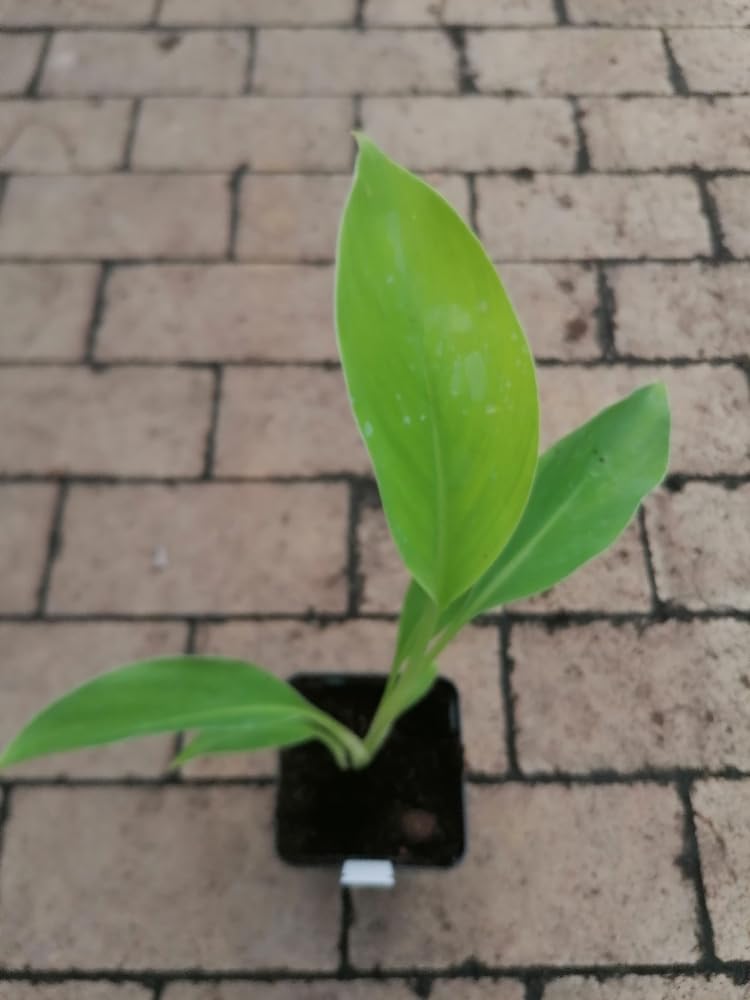 Musella Lasiocarpa - Golden Lotus Banane, 30-60 cm, Chinesische  Zwergbanane, Pflegeleicht & Exotisch, Ideal fr Garten & Terrasse :  Amazon.de: Garten