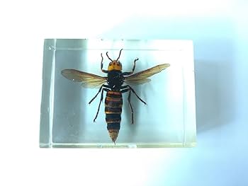 スズメバチ　樹脂標本　オオスズメバチ　女王 スズメバチ 樹脂標本 オオスズメバチ 女王 - メルカリ