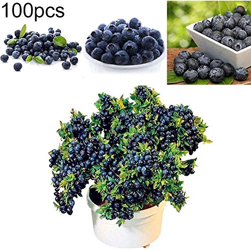 ZqiroLt 100Pcs Blueberry Tree Seeds Delicious Fruit Potted Bonsai Home Garden Plant Balcony Easy to Plant, Delicious Fruit, Bonsai Plant Blueberry Seeds