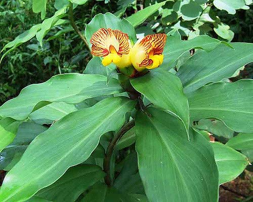 See full amazon price history chart for Aiden Gardens Rare Costus igneus, fiery costus, Insulin Plant Ayurvedic Medicinal Plant 10 Rhizomes Aiden Gardens Rare Costus igneus, fiery costus, Insulin Plant Ayurvedic Medicinal Plant 10 Rhizomes (B07Y74XPJ6) Amazon Price History, Amazon Price Tracker