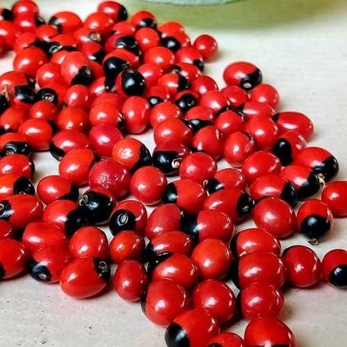 Guarana Seeds, Natural Red and Black, Dried Whole Berries, Bulk Herbal Ingredient 150gm