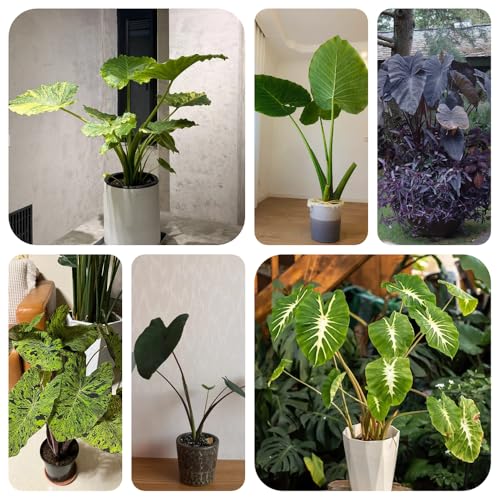 semillas resistentes de oreja de elefante - plantas exterior flores primavera Decoración sala estar con plantas interior purificadoras aire exterior: perennes resistentes para pleno 30pcs