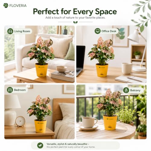 Image of Syngonium Pink Plant Live with Pot | Indoor Plants for Home | Live Plants with Pots | Indoor Plants with Pots for Home | Office Desk Decorative Items | Low Maintenance Air Purifying