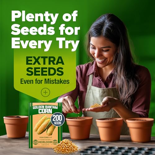 Image of HOME GROWN Golden Bantam Sweet Corn Seeds 200+ Heirloom Non-GMO Seeds for Planting, High Germination, Yellow Kernel Corn on the Cob, Early Summer Harvest, Easy to Grow Home Garden Crop (Zea mays)
