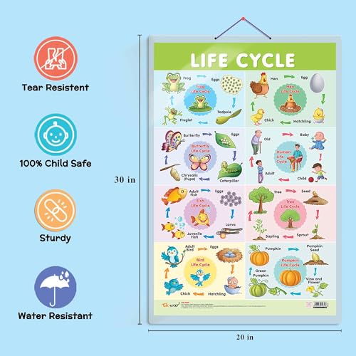 Image of GO WOO Life Cycle Chart and GIRAFFE HEIGHT CHART | Set of 2 charts 1 Educational + 1 Height Chart | Interactive Set of Life Cycle Chart and Giraffe Height Chart for Fun-loving Kids