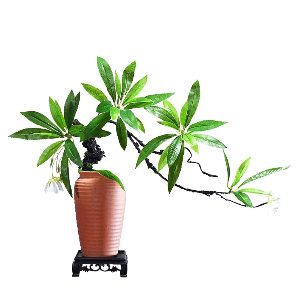 Plantes vertes en bois Mazu sans entretien pour égayer un comptoir sombre en céramique