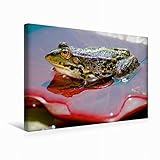  CALVENDO Premium Textil-Leinwand 45 cm x 30 cm quer, EIN Motiv aus dem Kalender FROSCHBUCH  Wandbild, Bild auf Keilrahmen, Fertigbild auf echter Leinwand, Leinwanddruck Natur Natur