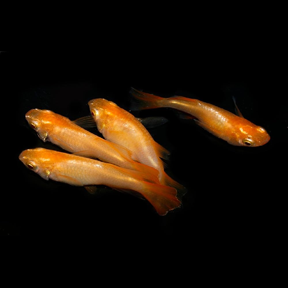 水華めだか】卑弥呼 若魚 10匹（5ペア） ☆全個体片頬ありの極上個体