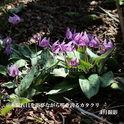 Amazon.co.jp: 日本カタクリ 素掘り苗5球 /堅香子 : DIY・工具・ガーデン