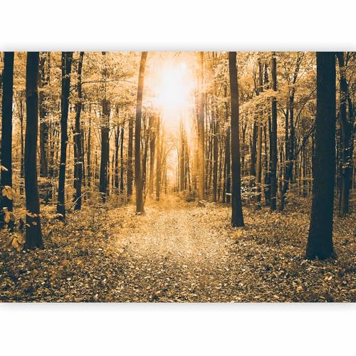 Fotomurales B&D XXL - Bosque Paisaje 200x140 cm XXL Papel pintado tejido no tejido Decoración de Pared decorativos Murales moderna Diseno Fotográfico Naturaleza c-B-0076-a-d