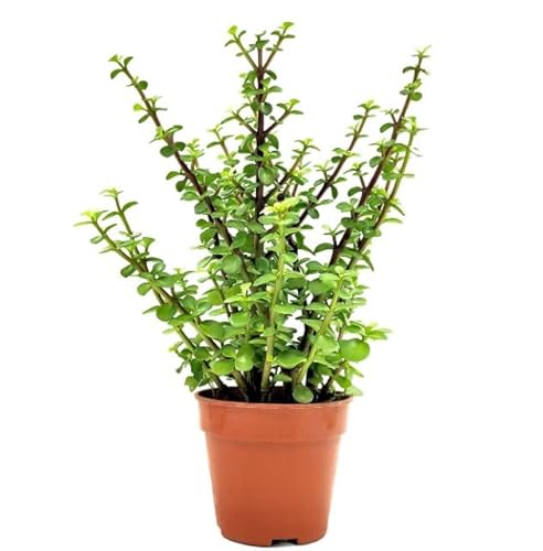 DECOALIVE Planta del Jade Portulacaria Afra Planta de Interior y Exterior Natural