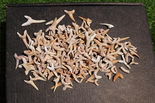 Image of Great Collection of Shark Teeth Fossil Shark Teeth Fossils for Kids Fossils from Morocco A259
