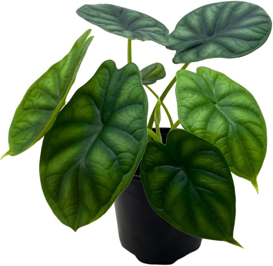 BubbleBlooms Alocasia Dragon Scale, Alocasia Baginda, Black Dragon Scale, Rarest Alocasia, in a 4 inch Pot