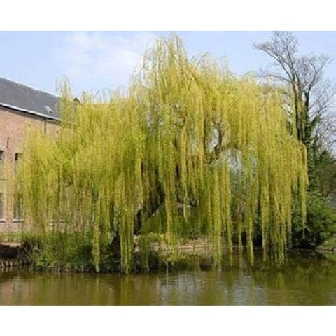 Salix Chrysocoma Weeping Willow Tree 3ft Supplied in a 2 Litre Pot by DirectPlants™ Cover