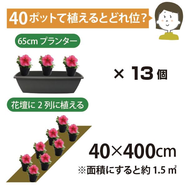 Amazon.co.jp: ペンタス 花苗 40個 3号ポット カラーミックス 市場直送