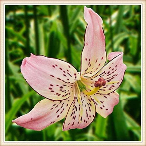 Amazon カサブランカ 球根 家に適しています 純粋で 花の色が豊かで さわやかです 1 7球根 花